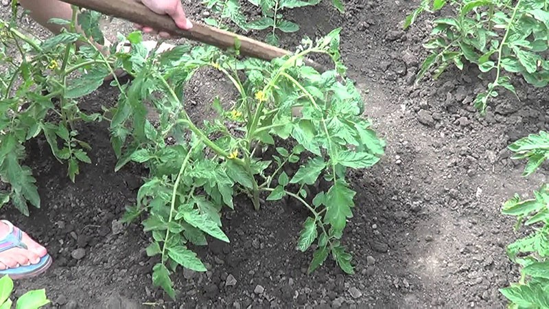soin des tomates