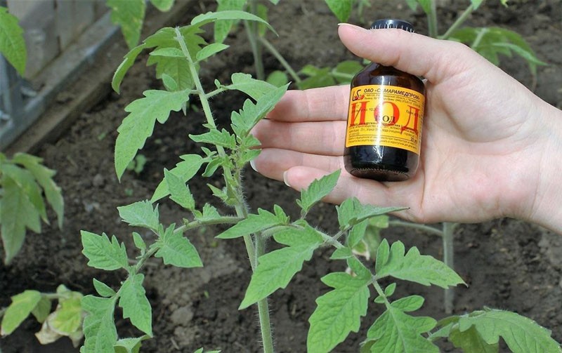 utiliser de l'iode pour les tomates