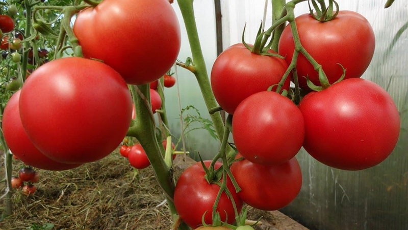tomates déterminées