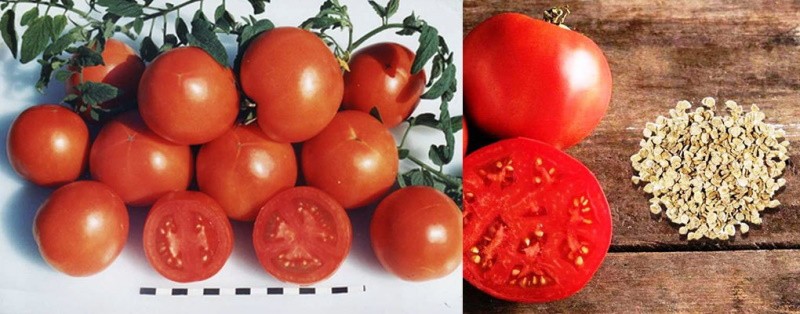variété de tomate à haut rendement