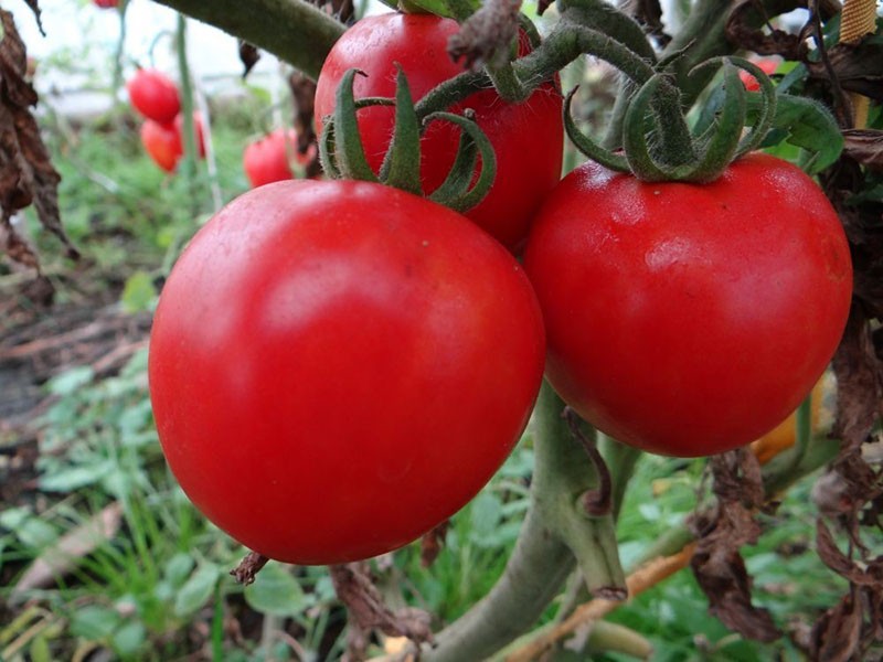 formes de variétés de tomates Devinette
