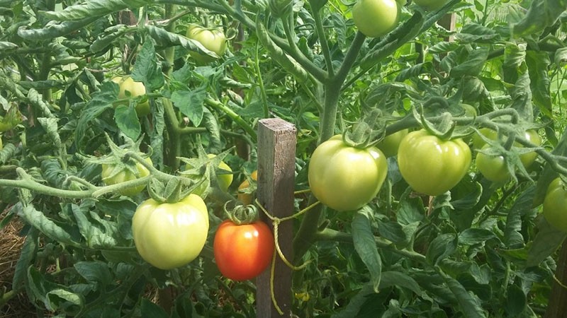 cultiver des variétés de tomates Devinette