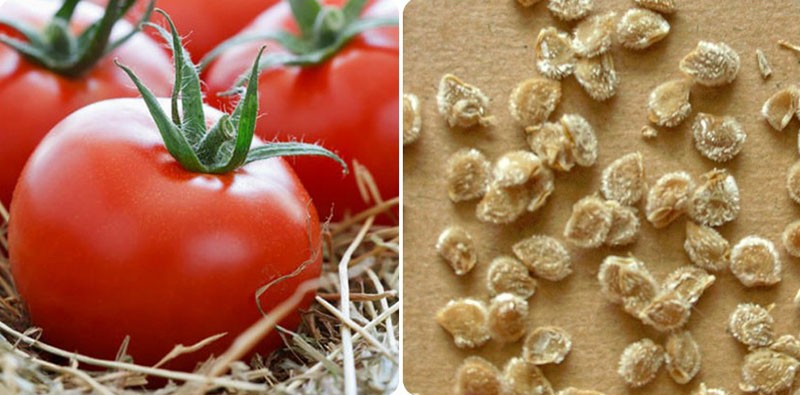 graines de tomates Devinette
