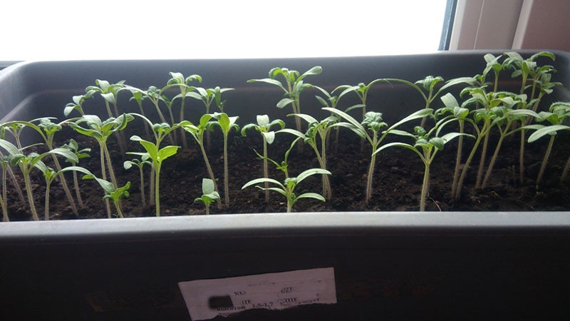semis de graines de tomates