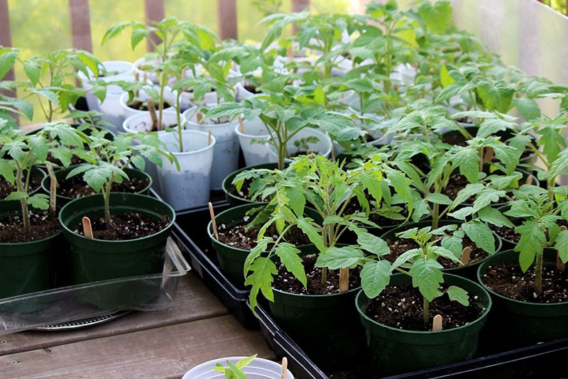 plants de tomates dans des tasses séparées