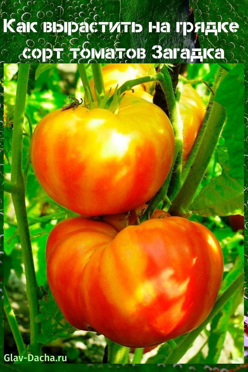 variété de tomate Devinette