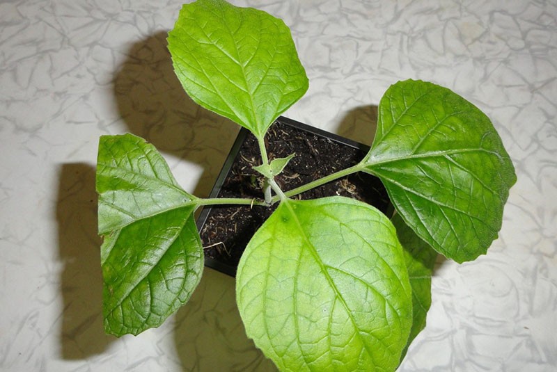 semilla de clerodendrum