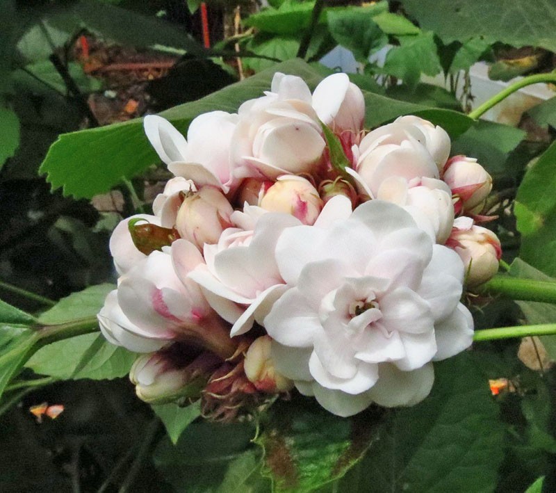 floraison parfumée de clerodendrum philippin
