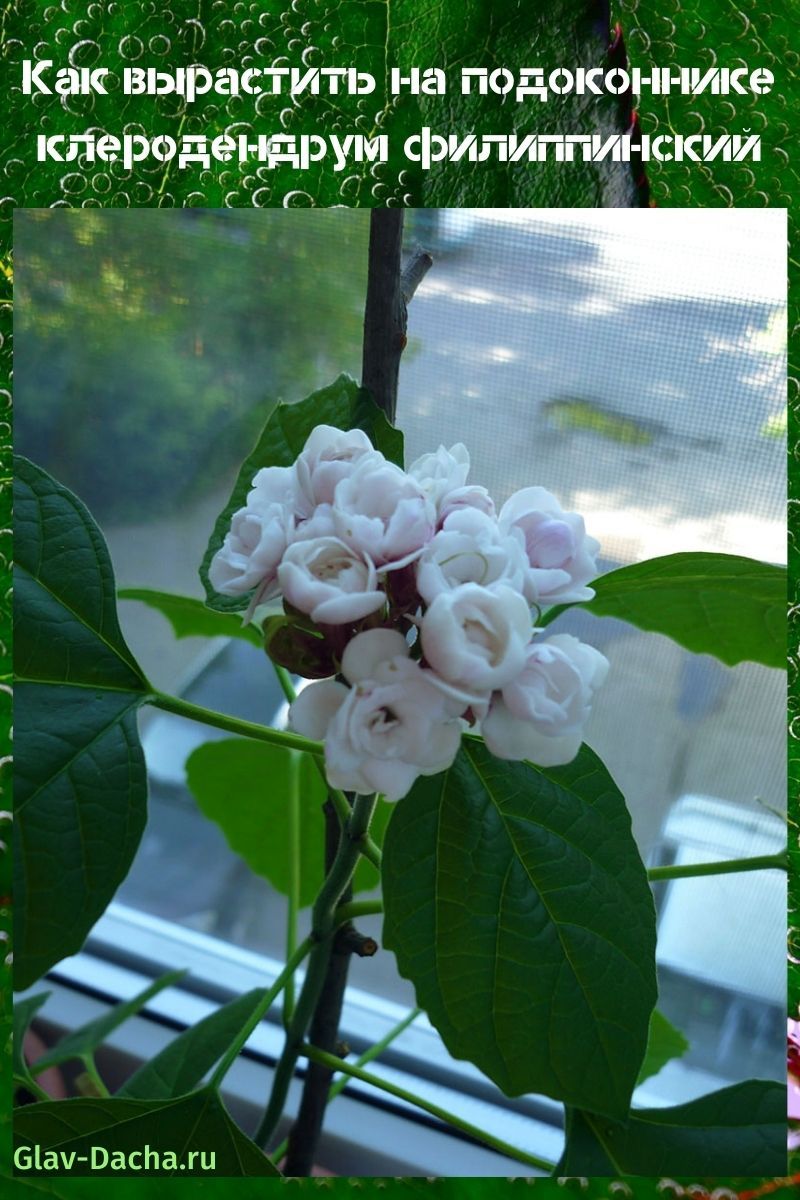 Clerodendrum Filipino