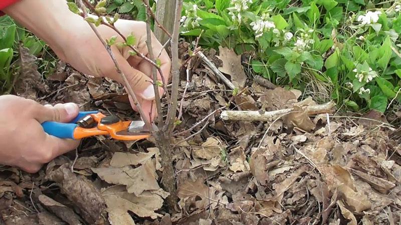 élaguer les branches endommagées