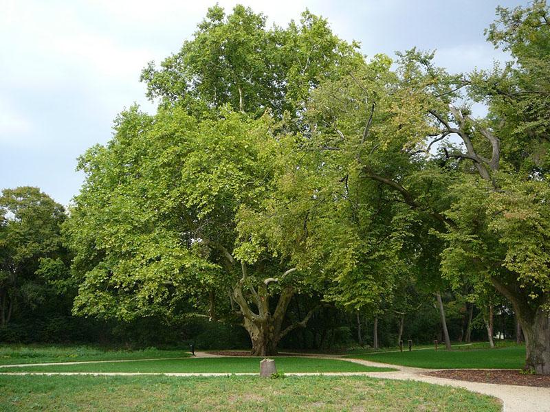 árbol de plátano de lujo