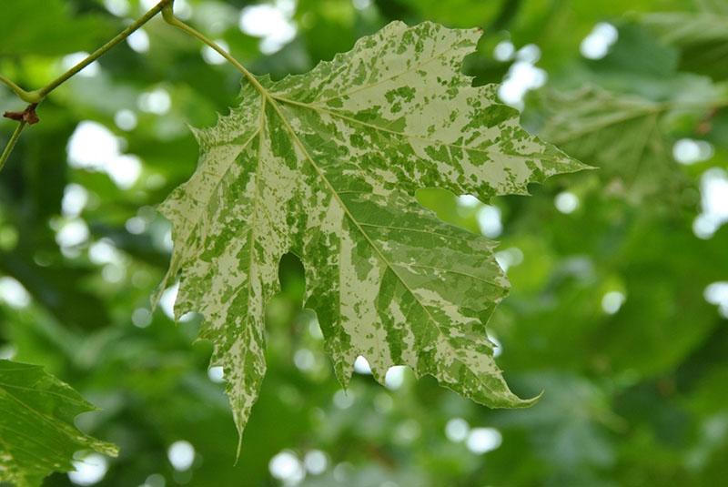 enfermedad de la hoja de sicomoro