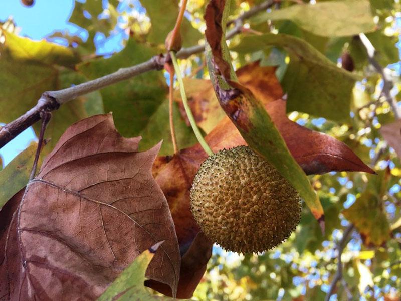 fruit de sycomore