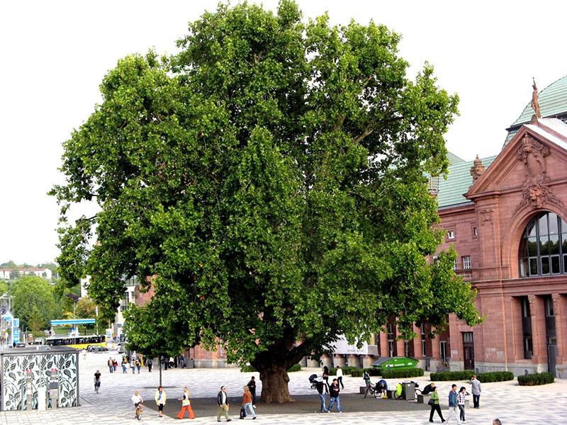 enorme plátano en la plaza