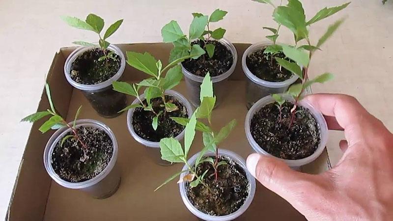 cómo cultivar un árbol sicómoro a partir de semillas