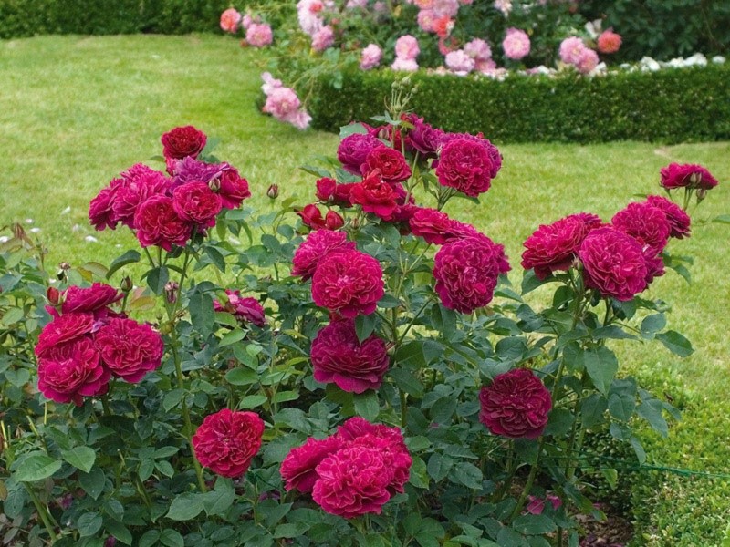 elegir un lugar para plantar rosas