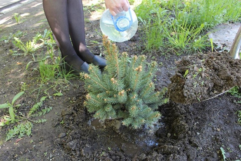 plantation de semis d'épinette