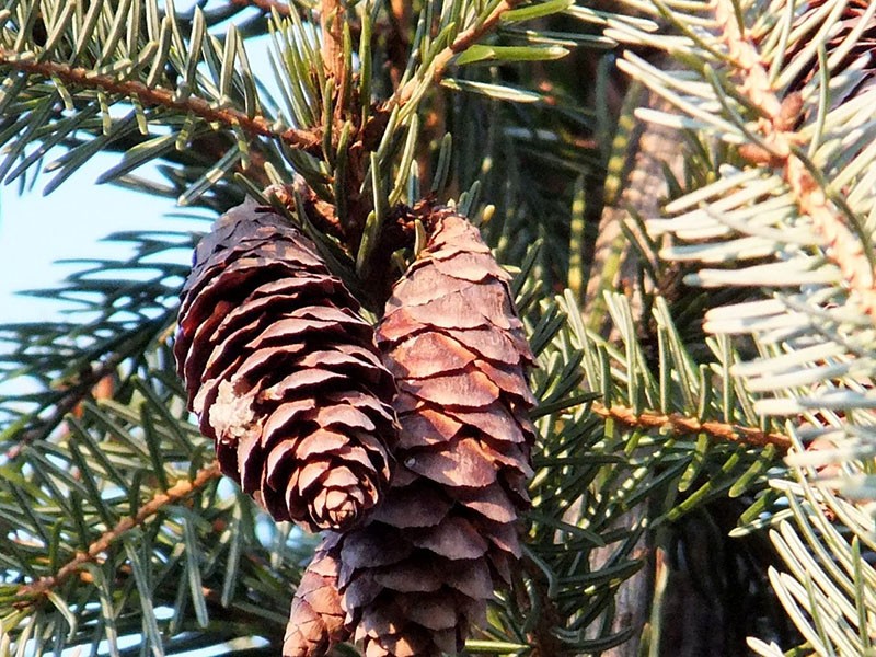 maturation des cônes d'épinette