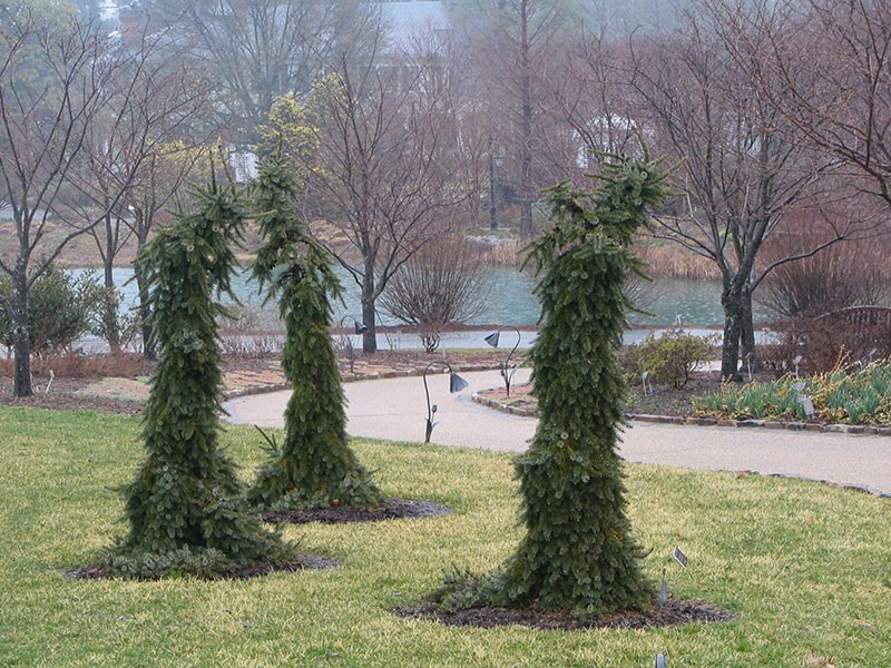 Pendula Bruns en épicéa de Serbie