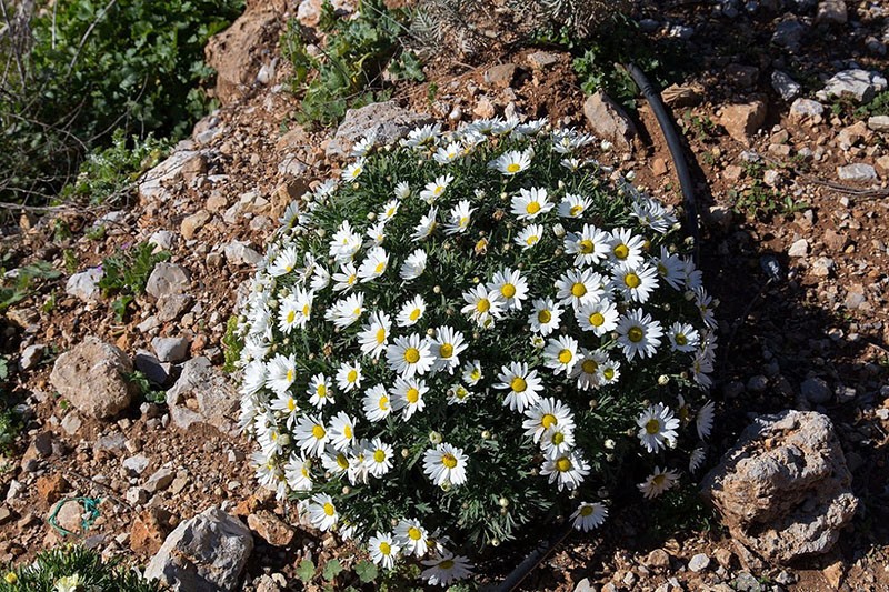 Arbusto de argiranthemum en el sitio.