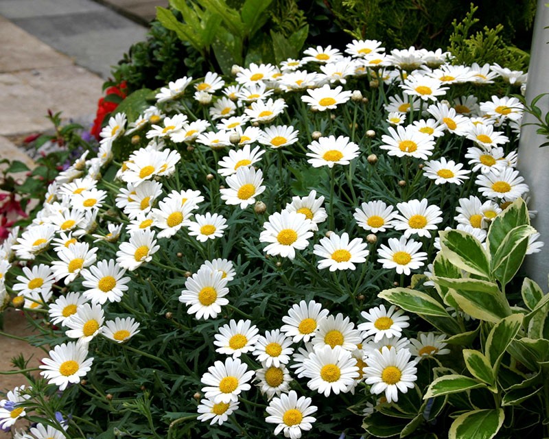 membre de la famille des chrysanthèmes