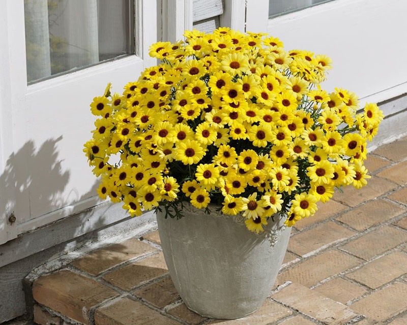 Argyranthemum arbusto en una maceta