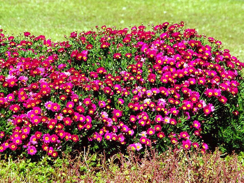 Arbusto de argiranthemum en campo abierto