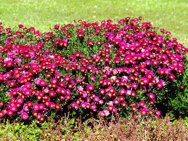 Argiranthème arbuste en plein champ