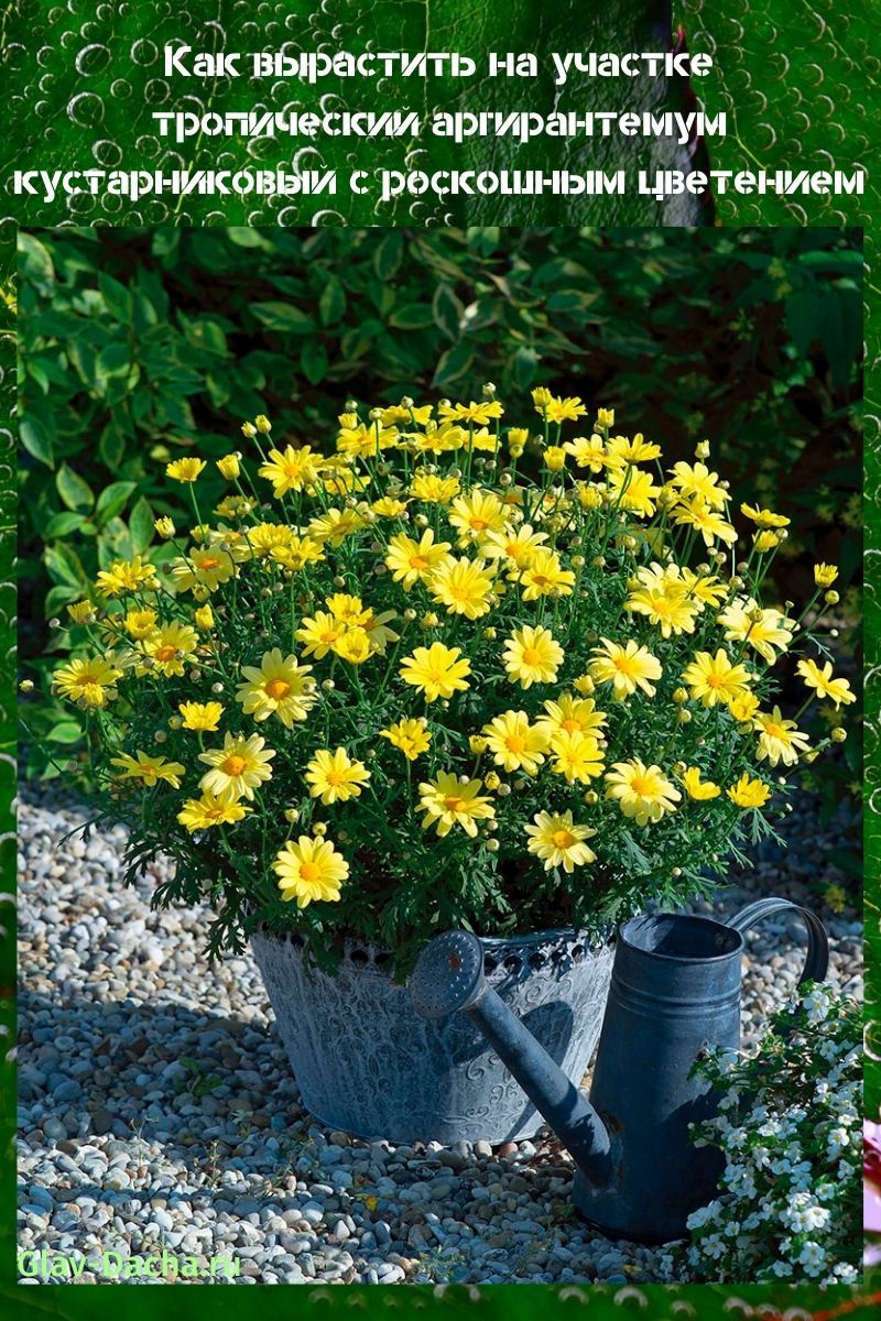 arbusto de argyranthemum