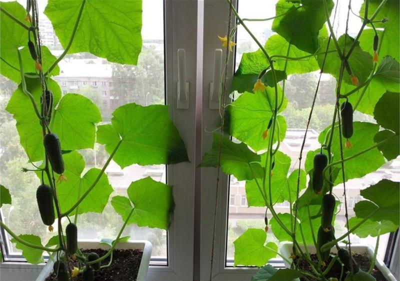 variété de concombres à cultiver à la maison