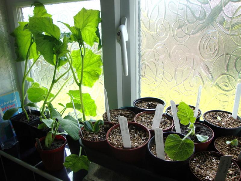 comment prendre soin des concombres d'intérieur