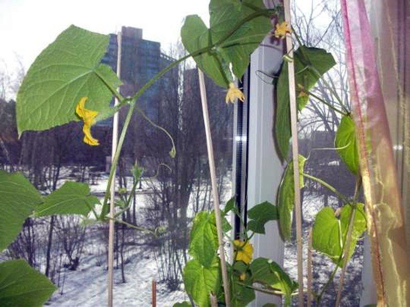 comment faire pousser des concombres à la maison en hiver