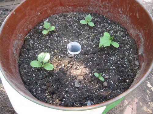 pousses de concombre dans un tonneau