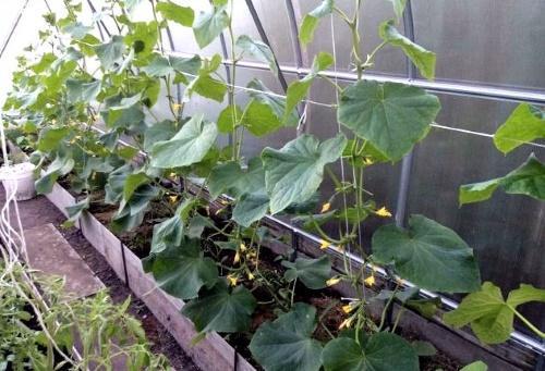 pepinos en invernadero