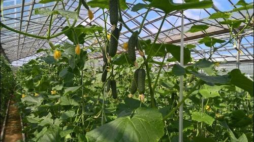 cómo cultivar pepinos en un invernadero