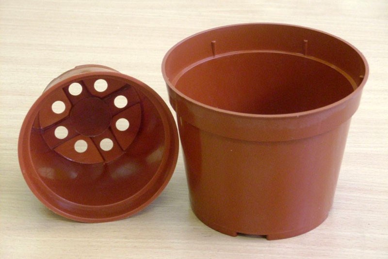 petits pots pour planter des noyaux d'olives