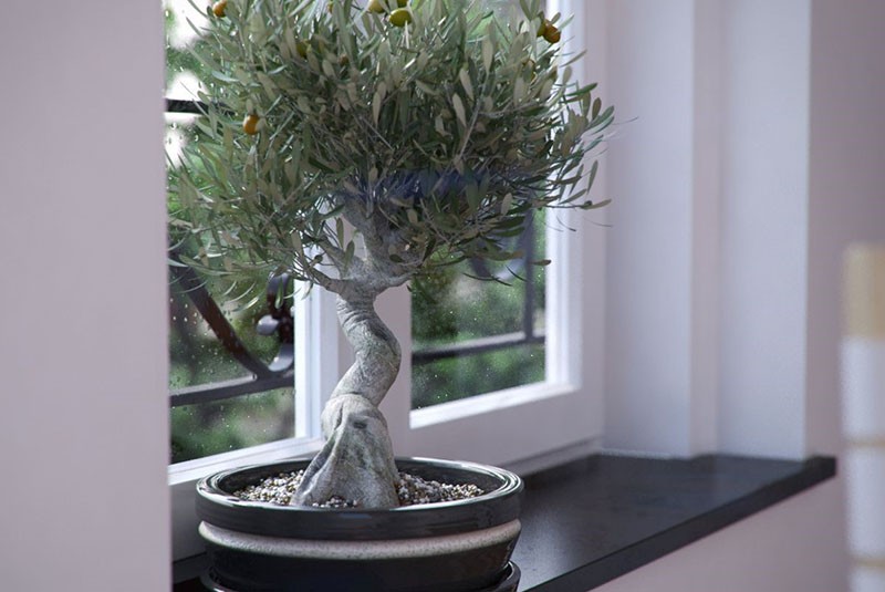 olivo bonsai