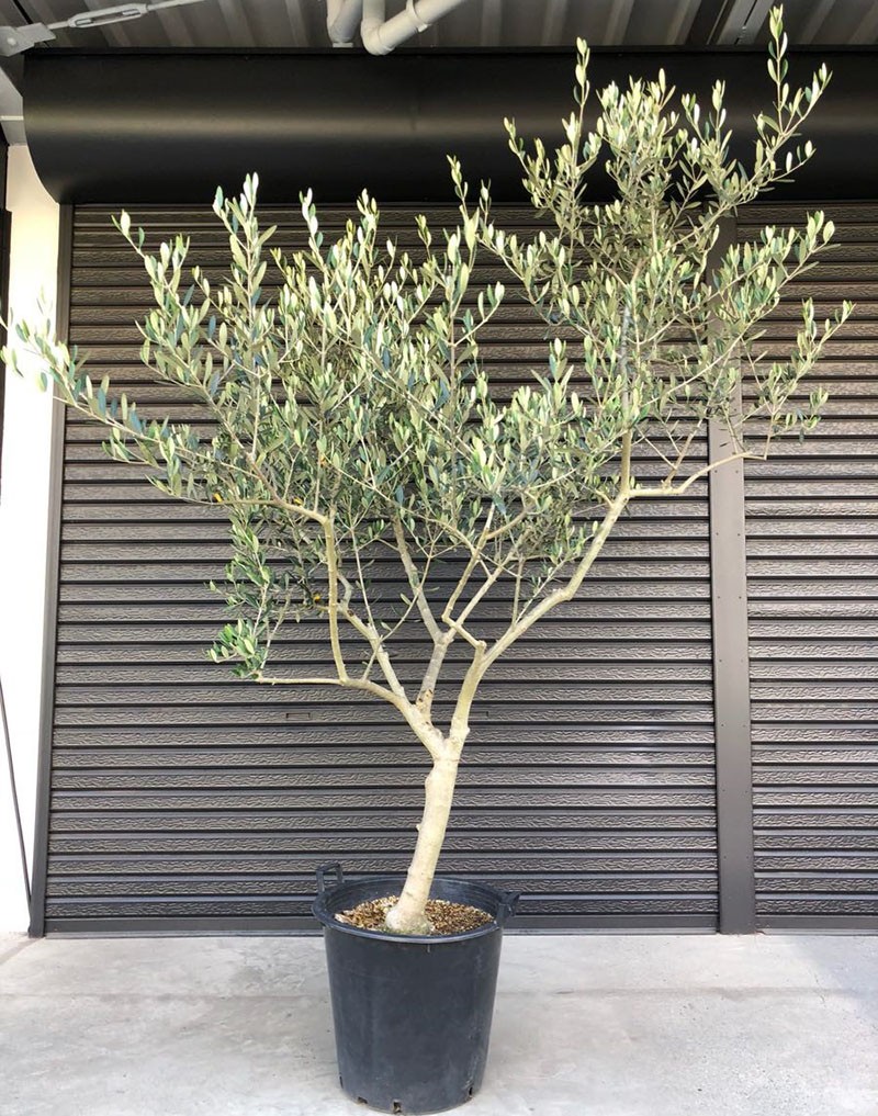 olivo cultivado con semillas