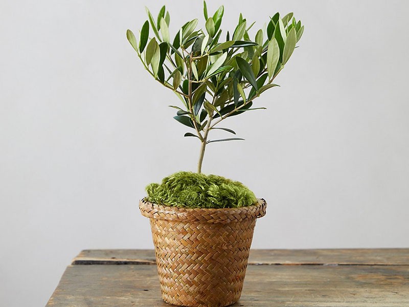 petit arbre décoratif