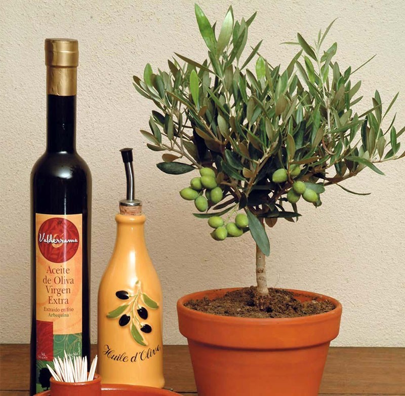 cómo hacer crecer un olivo a partir de una semilla