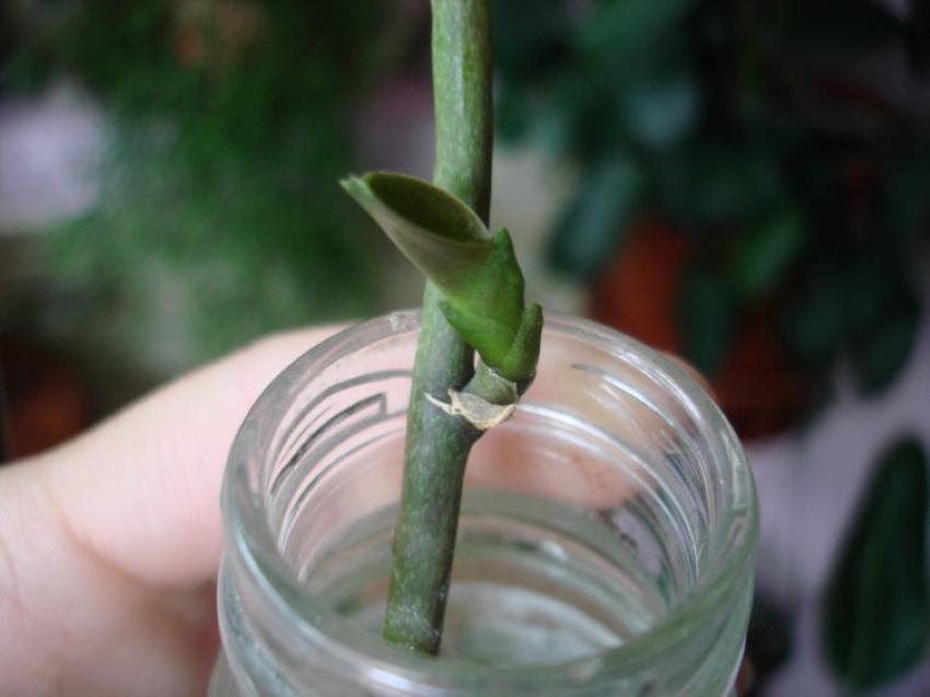 cómo cultivar una orquídea a partir de un pedúnculo