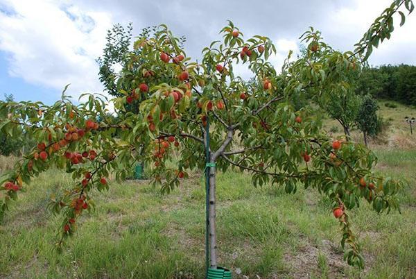 árbol joven da fruto