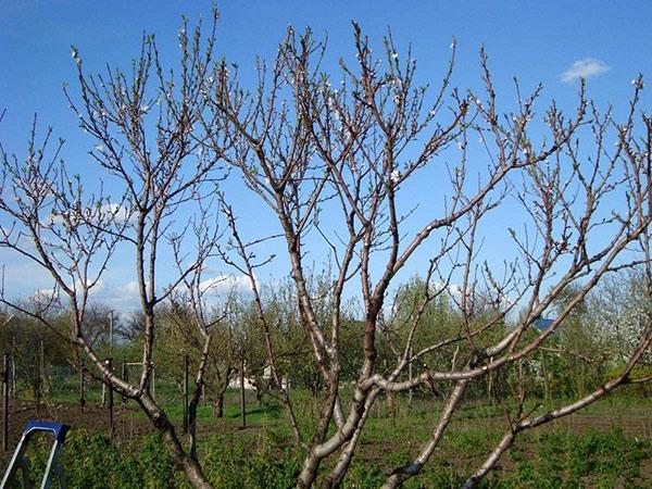 poda de melocotón de primavera