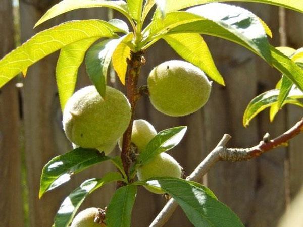 frutos de durazno maduran