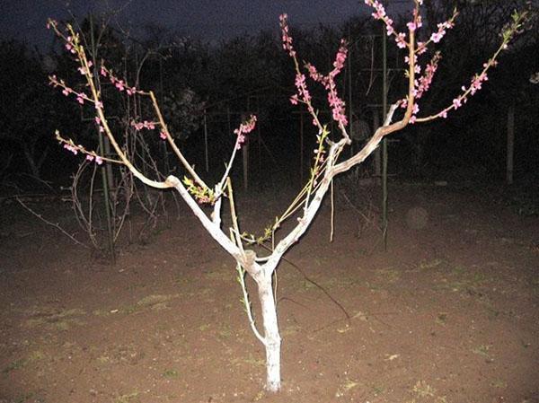 arbre après taille