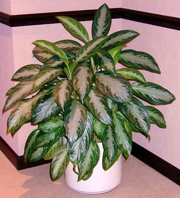 buisson luxuriant d'aglaonema