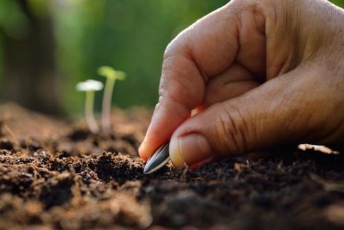 planter un tournesol