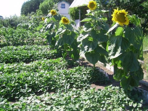 comment faire pousser un tournesol