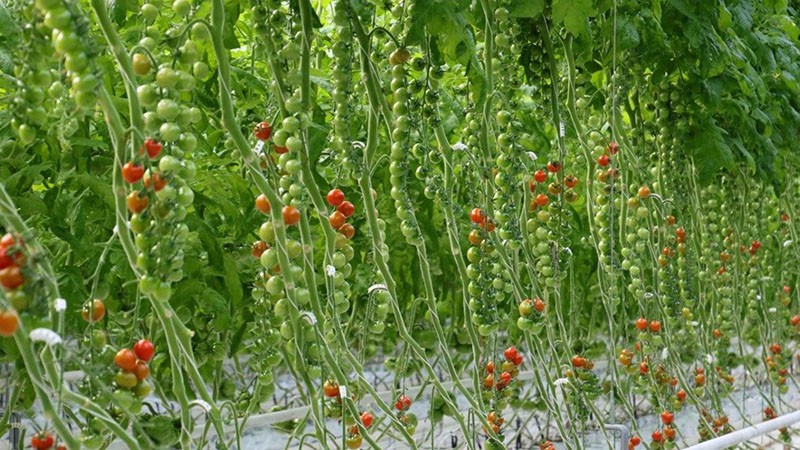 cuidado del tomate