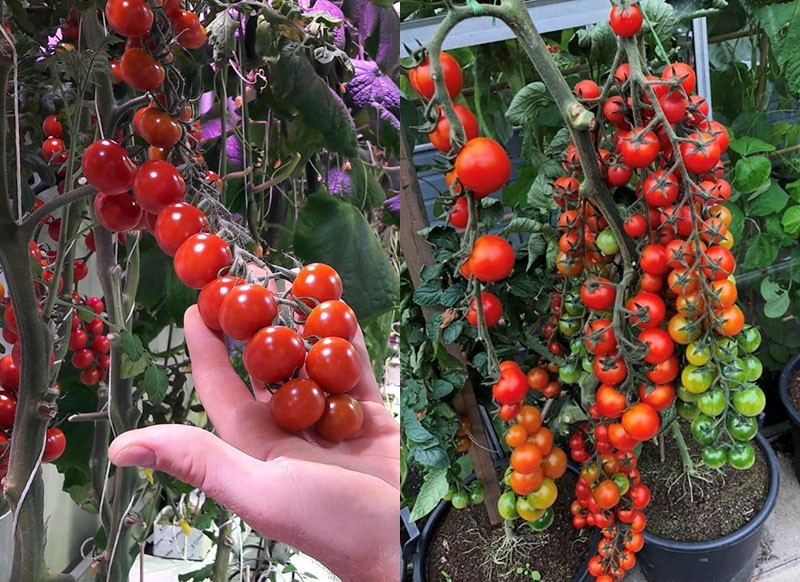 cómo cultivar un tomate Rapunzel en el balcón